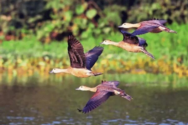 NEW DELHI: Over 9,000 birds across 131 species were spotted along Yamuna floodplains in the capital during the Asian Waterbird Census this weekend.The survey, carried out by a group of nearly 20 birders in collaboration with eBird, an online avian database, flagged several ecological threats to the habitat, including illegal sand mining on the floodplains, predation by stray dogs, dumping of construction and demolition debris as well as plastic waste along the river.Four teams of birders surveyed a 22-km stretch from Wazirabad Barrage to Okhla Barrage. Black-headed gulls (2,500) dominated the count, followed by 1,700 barn swallows. Pied avocet (136), ruddy shelduck (112), white wagtail (108) and house sparrow (90) were also spotted. The birders highlighted habitat degradation of these birds because of removal of aquatic reeds, cultivation on the riverbed and open burning of waste along the bank. They also flagged declining water quality of the river because of sewage and agrochemical runoff.Four Teams Survey 22km Stretch On River Floodplain, Spot 131 SpeciesPankaj Gupta, Delhi-NCR project coordinator of Asian Waterbird Census eBird, said, “If the condition of Yamuna floodplains is not improved, there is likely to be a decline in the number of waterbirds in future.”Akash Gulalia, director of Amaltas Nature Walks, said that the river ecosystem faces a massive threat due to increasing agricultural land on the riverbed and rampant use of chemical fertiliser in them. “Cutting and clearing of aquatic and riparian vegetation has left little space for these birds to breed. Illegal mining is another major issue,” said Gulalia. Apart from Yamuna floodplains, the birders will carry out surveys in smaller wetlands in north Delhi, including Rohini, later this month. Sultanpur, Chandu, Jhanjrola, Bhindawas, Dhigal, Mandothi, Okhla Bird Sanctuary, Surajpur, Dhanuari and Dadri wetlands will also be covered. The census is coordinated by Wetlands International, a global organisation that works to sustain and restore wetlands and their resources, and is carried out in several countries every January.About the AuthorPriyangi AgarwalPriyangi Agarwal writes on environmental and climate change issues, connecting these topics to the everyday lives of people. She tracks developments across the capital’s transport hubs—Delhi Metro, Namo Bharat Trains, and Delhi Airport—while also reporting on pressing social issues. Her stories blend data analysis with voices from the ground to tell human-centred narratives. Previously stationed in western Uttar Pradesh, she focused her coverage on minority issues, health, and human rights.Read MoreEnd of ArticleFollow Us On Social MediaVideos”BJP People Are Mute” Owaisi Targets PM Modi Over Trump’s ‘Make Me Happy’ RemarkBMC Becomes Mega Battleground As Thackerays Reunite And Alliances Shift Ahead Of Civic Wars 2026Deepam row: Piyush Goyal Accuses MK Stalin Govt Of Targeting Hindu TraditionsDonald Trump, Venezuela And India: Prithviraj Chavan’s Remark On PM Modi Kidnapping Sparks Row’Hindus Will Not Be Allowed To Stay’: BNP Candidate’s Threat Sparks Alarm Amid Bangladesh KillingsNepal Imposes Curfew In Birgunj Near India Border After Social Media Sparks Religious TensionsHyderabad Techie Murdered In US: Father Denies Love Angle, Seeks Justice Across BordersIndia Speeds Up Chenab Hydropower Projects, Redrawing Indus Rivers Water Control Lines For PakistanPolitical War Erupts After JNU Slogans Target PM Modi Following Umar Khalid Bail Rejection VerdictUS Senator Claims India Cut Russian Oil Buys And Sought Trump Tariff Relief Amid Pressure Bid On Oil123PhotostoriesBirthday special: Bipasha Basu’s best movies to watch on OTTChef Sanjeev Kapoor shares 14 kitchen tips that make life easierHow to make Anda Paratha for breakfastJiya Shankar and her love for ethnic wear: Surreal looks in sarees, lehengas, and more12 railway stations and the foods they are famous forFull list of the winners of ‘MasterChef India’: From Pankaj Bhadouria to Mohammed Ashiq5 simple neck exercises to ease stiffness and restore mobilityWhere will you be this Makar Sankranti? 5 best destinations in India to witness the festivalFrom opening up about losing a leg in a tragic accident to being unemployed for 7 years after Naache Mayuri: When Sudha Chandran spoke about life, parent’s support and career7 must-read fantasy novels that transport you to magical worlds123Hot PicksBudget 2026Vande Bharat Sleeper TrainPublic holidays January 2026Gold rate todayUS Visa BondsCigarette tax hikeBank Holidays JanuaryTop TrendingSan Francisco 49ersPaige Bueckers vs Sophie Cunningham Net WorthWho is Lenny DykstraYouTube Ad Changes In VietnamWayne GretzkyKliff KingsburyKevin StefanskiChicago Bulls vs Boston CelticsTaylor SwiftWho is Kris Humphries
