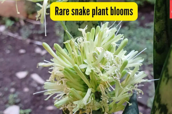 How to get your snake plant to bloom and why this rare flower is considered lucky