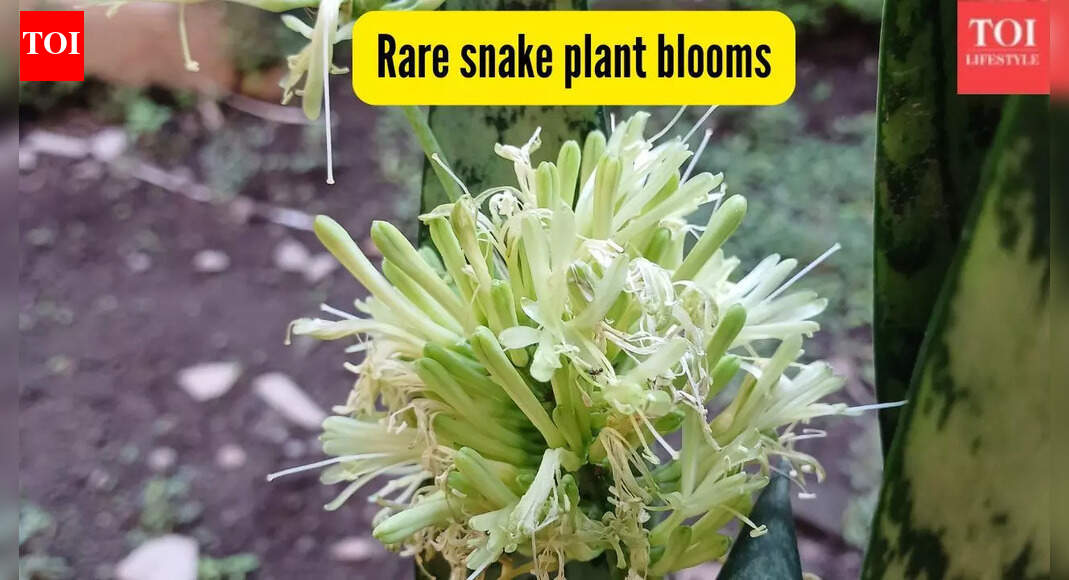 How to get your snake plant to bloom and why this rare flower is considered lucky