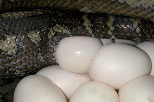How to identify snake eggs in your garden |