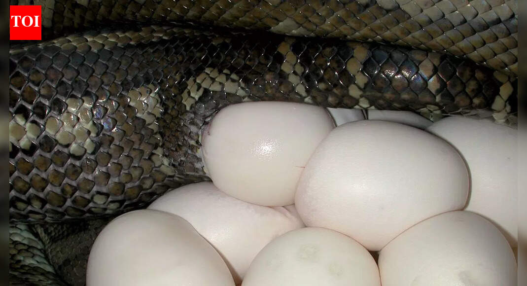 How to identify snake eggs in your garden |