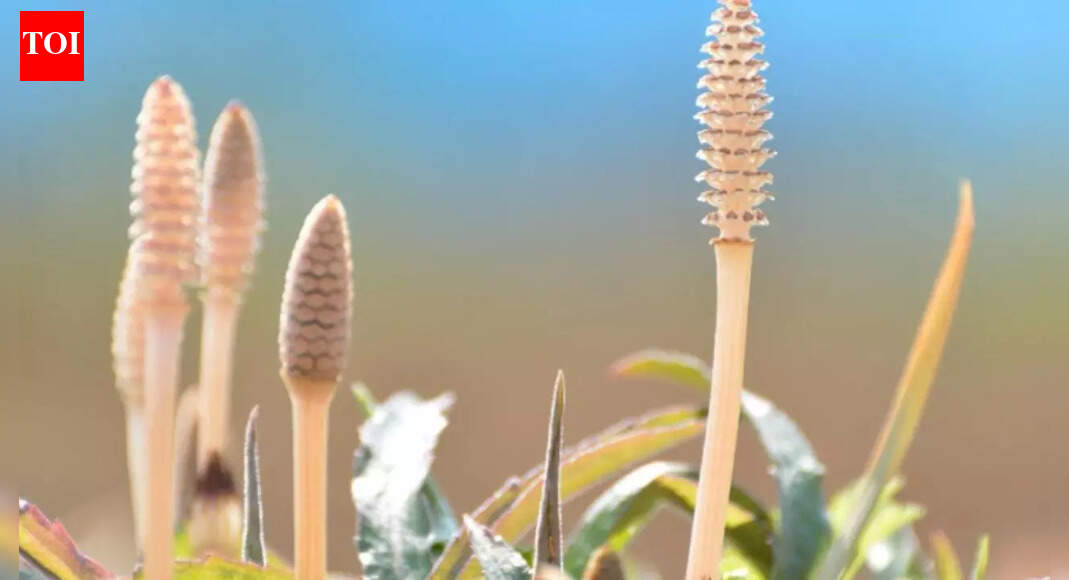 400-million-year-old plant reveals meteorite-like water patterns, unlocking secrets of Earth’s prehistoric climate