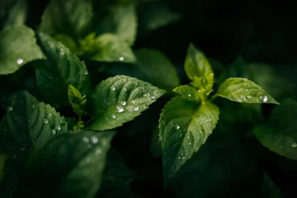 Watering at this time of day may be quietly causing fungal disease in your garden |