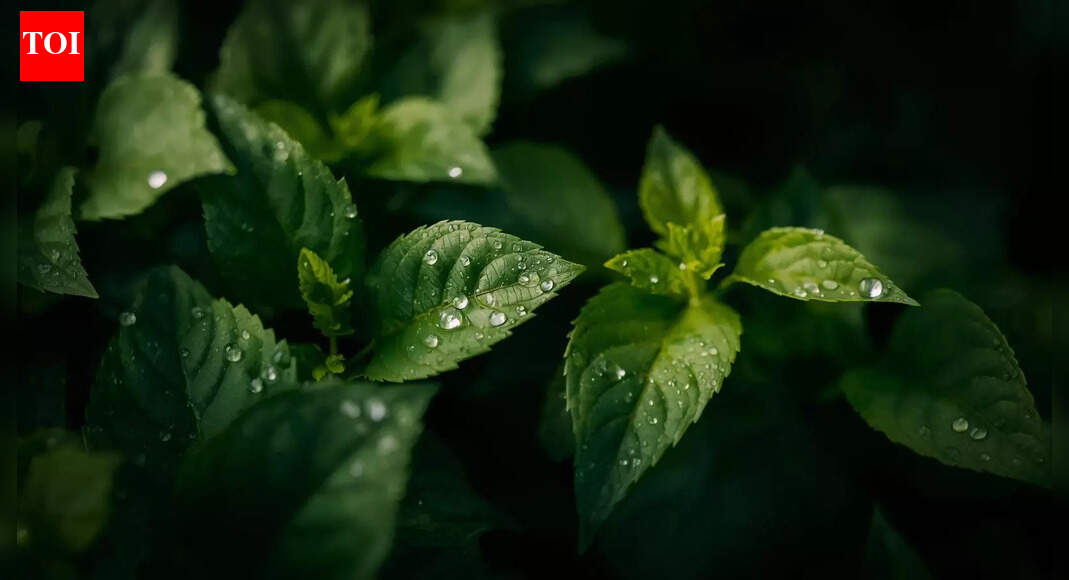 Watering at this time of day may be quietly causing fungal disease in your garden |