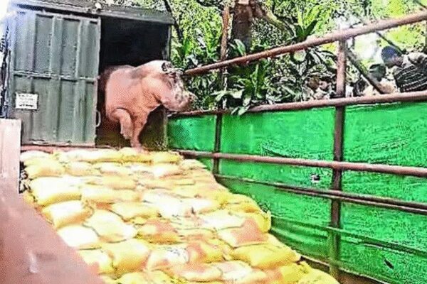KOLKATA: A hippopotamus at Alipore zoo, unable to move probably because of a neurological disease or a leg injury, has stayed put in a pool of water in its enclosure for the past fortnight and refused to leave even in the evening for its night sheltera sharp departure from its normal routine.Zoo authorities have set up a five-member medical team to monitor the three-and-a-half-year-old resident — named Hippo One — 24×7 and are in touch with other zoos to decide on the course of treatment. For now, the hippo enclosure has been cordoned off with “view-cutters”.Zoo officials said there were some signs of improvement in the condition of the male hippo, which was brought from Odisha’s Nandankanan Zoological Park in Sept 2024. The animal has slowly started eating its normal diet — a mix of sweet potato, carrot, green grass banana, and sugarcane top.“It is slowly responding to treatment, but we are yet to arrive at a definitive diagnosis,” zoo director Tripti Sah said. “At this stage, we cannot say with certainty what it is suffering from — a neurological ailment or a leg injury. Three doctors from the zoo and two from a veterinary hospital in Belgachhia are treating itThe team is continuously monitoring its condition… We are, however, hopeful about recovery.”Sah said. Officials have decided against forcibly moving the close to two-tonne hippo out of the water.The young male was brought to the Alipore address with a female companionfrom Nandankanan, who The female died within days of arrival. The cause of her death remains unknown. The zoo now houses another hippopotamus — a 22-year-old female — in an adjacent enclosure. SSources said following the female’s deaththis, Hippo One had become less active and showed signs of depressionand loss of appetite. By the second half of 2025, it gradually regained mobility and resumed eating normally.About the AuthorTamaghna BanerjeeTamaghna Banerjee, a reporter from Kolkata, covers crime, aviation, human rights and politics. He has a keen interest in human interest and rural reporting. He has done his postgraduation in journalism and mass communication. He has a total of 14 years in journalism.Read MoreEnd of ArticleFollow Us On Social MediaVideosImran Khan’s Family Stages Prayer Protest After Being Barred From Meeting Him At Adiala JailImran Khan’s Sister Aleema, PTI Members Hold Prayers Outside Adiala Jail After Meet DeniedTharoor Flags UN Charter Violations, Voices Concern Over US Action In VenezuelaUS Issues Blunt Warning To Indian Students: Breaking Laws May Cost Visas, Careers And Future DreamsCongress-BJP Tie-Up Claims In Ambernath Create Rift, Put Mahayuti Alliance Under Fresh Strain“Worst Kind of Discrimination in PoJK”: UKPNP Chairman Flags Deepening CrisisNo Compromise On Terror: PM Modi, Benjamin Netanyahu Reaffirm India Israel Strategic PartnershipOwaisi Slams MCD Demolition, Says Turkman Gate Land Fully Belongs To WaqfNehru Catered To Liaquat Ali Khan, Ignored Somnath History: BJP MP Sudhanshu TrivediUS FARA Filings Expose How Pakistan Lobbied Washington To Somehow Stop India’s Operation Sindoor123Photostories9 mistakes to avoid while making biryani at homeWinter Special: How to make traditional Besan Ka Sheera at home5 adorable-looking animals that are surprisingly deadly5 red flags people often ignore in friendships (But shouldn’t!)6 classic non-vegetarian Cutlets to enjoy during winter monthsVijay’s ‘Jana Nayagan’ to Prabhas’ ‘The Raja Saab’: Biggest South releases for Pongal 2026Can you guess the temples and places featured on INR 10, 20, 50, 100, 200 and 500 currency notes?How to add smoky flavour to winter dishes without using a tandoor at home”I just read somewhere that 20% of American meals are consumed in a car!” Sadhguru shares tips on the right way to eat foodRepublic Day 2026 long weekend travel ideas from Delhi-NCR; places to go, things to do123Hot PicksBudget 2026Venezuela NewsGold rate todayStock Market TodayCigarette price hikePublic holidays January 2026Bank Holidays JanuaryTop TrendingMLB Trade RumorsTommy Fleetwood and Clare Fleetwood Net WorthTravis KelceTaylor SwiftJimmie Johnson Net WorthEdward CabreraJamahal HillValentino Rossi and Francesca Sofia Novello Net WorthBrad Marchand Net WorthNHL Trade Rumor