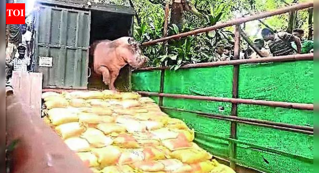 KOLKATA: A hippopotamus at Alipore zoo, unable to move probably because of a neurological disease or a leg injury, has stayed put in a pool of water in its enclosure for the past fortnight and refused to leave even in the evening for its night sheltera sharp departure from its normal routine.Zoo authorities have set up a five-member medical team to monitor the three-and-a-half-year-old resident — named Hippo One — 24×7 and are in touch with other zoos to decide on the course of treatment. For now, the hippo enclosure has been cordoned off with “view-cutters”.Zoo officials said there were some signs of improvement in the condition of the male hippo, which was brought from Odisha’s Nandankanan Zoological Park in Sept 2024. The animal has slowly started eating its normal diet — a mix of sweet potato, carrot, green grass banana, and sugarcane top.“It is slowly responding to treatment, but we are yet to arrive at a definitive diagnosis,” zoo director Tripti Sah said. “At this stage, we cannot say with certainty what it is suffering from — a neurological ailment or a leg injury. Three doctors from the zoo and two from a veterinary hospital in Belgachhia are treating itThe team is continuously monitoring its condition… We are, however, hopeful about recovery.”Sah said. Officials have decided against forcibly moving the close to two-tonne hippo out of the water.The young male was brought to the Alipore address with a female companionfrom Nandankanan, who The female died within days of arrival. The cause of her death remains unknown. The zoo now houses another hippopotamus — a 22-year-old female — in an adjacent enclosure. SSources said following the female’s deaththis, Hippo One had become less active and showed signs of depressionand loss of appetite. By the second half of 2025, it gradually regained mobility and resumed eating normally.About the AuthorTamaghna BanerjeeTamaghna Banerjee, a reporter from Kolkata, covers crime, aviation, human rights and politics. He has a keen interest in human interest and rural reporting. He has done his postgraduation in journalism and mass communication. He has a total of 14 years in journalism.Read MoreEnd of ArticleFollow Us On Social MediaVideosImran Khan’s Family Stages Prayer Protest After Being Barred From Meeting Him At Adiala JailImran Khan’s Sister Aleema, PTI Members Hold Prayers Outside Adiala Jail After Meet DeniedTharoor Flags UN Charter Violations, Voices Concern Over US Action In VenezuelaUS Issues Blunt Warning To Indian Students: Breaking Laws May Cost Visas, Careers And Future DreamsCongress-BJP Tie-Up Claims In Ambernath Create Rift, Put Mahayuti Alliance Under Fresh Strain“Worst Kind of Discrimination in PoJK”: UKPNP Chairman Flags Deepening CrisisNo Compromise On Terror: PM Modi, Benjamin Netanyahu Reaffirm India Israel Strategic PartnershipOwaisi Slams MCD Demolition, Says Turkman Gate Land Fully Belongs To WaqfNehru Catered To Liaquat Ali Khan, Ignored Somnath History: BJP MP Sudhanshu TrivediUS FARA Filings Expose How Pakistan Lobbied Washington To Somehow Stop India’s Operation Sindoor123Photostories9 mistakes to avoid while making biryani at homeWinter Special: How to make traditional Besan Ka Sheera at home5 adorable-looking animals that are surprisingly deadly5 red flags people often ignore in friendships (But shouldn’t!)6 classic non-vegetarian Cutlets to enjoy during winter monthsVijay’s ‘Jana Nayagan’ to Prabhas’ ‘The Raja Saab’: Biggest South releases for Pongal 2026Can you guess the temples and places featured on INR 10, 20, 50, 100, 200 and 500 currency notes?How to add smoky flavour to winter dishes without using a tandoor at home”I just read somewhere that 20% of American meals are consumed in a car!” Sadhguru shares tips on the right way to eat foodRepublic Day 2026 long weekend travel ideas from Delhi-NCR; places to go, things to do123Hot PicksBudget 2026Venezuela NewsGold rate todayStock Market TodayCigarette price hikePublic holidays January 2026Bank Holidays JanuaryTop TrendingMLB Trade RumorsTommy Fleetwood and Clare Fleetwood Net WorthTravis KelceTaylor SwiftJimmie Johnson Net WorthEdward CabreraJamahal HillValentino Rossi and Francesca Sofia Novello Net WorthBrad Marchand Net WorthNHL Trade Rumor