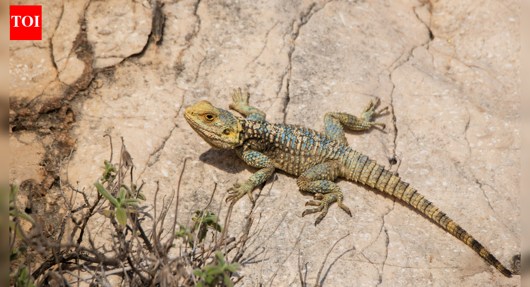 Why lizards are afraid of peacock feathers: Discover the hidden reason and how to use them to keep lizards away |
