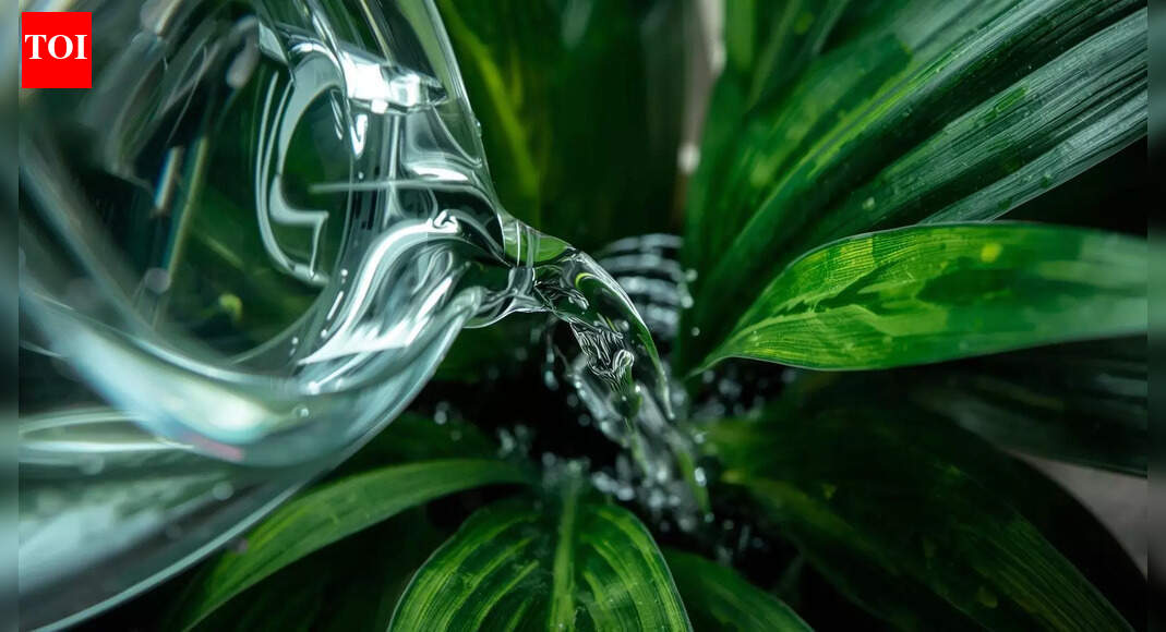 Don’t throw away aquarium water! It may help plants grow without fertiliser |