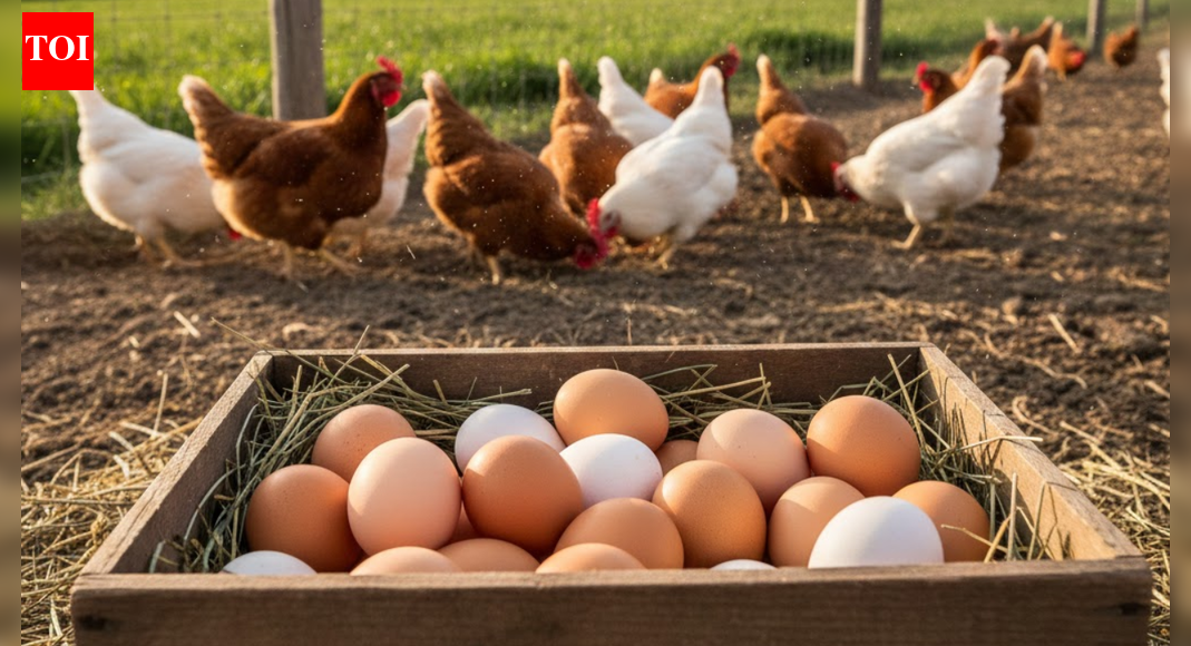 Saudi Arabia imposes ban on poultry and egg imports from France and Poland amid disease outbreaks | World News