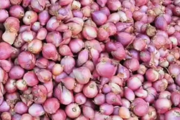 . NEW DELHI: Bangladesh has stopped issuing new import permits for onion from India through Hili land port citing “interests of domestic farmers”. Though 10 lakh tonnes of onion is shipped to the eastern neighbour, officials said Indian onions are still in high demand in other countries. “We expect onion will find more takers in the international market because of its quality,” an official said. Reports from Bangladesh quoted their officials as saying imports under previously approved permits would continue until Jan 30. Jaydutt Holkar, a director at the Lasalgaon APMC in Nashik, told TOI, “Wholesale prices have fallen because of increased arrival of fresh crop. Government should provide subsidy for exporters so we can compete with Pakistan and China. End of ArticleFollow Us On Social MediaVideosBJP Targets Mamata Banerjee Over ED Raid At I-PAC, Alleges Evidence TamperingFrom Op Sindoor To Venezuela: How Chinese Air Defence And Radar Systems Continue To Fail NationsDipu Das Lynching: Bangladesh Police Arrest Man Who Incited Mob As Attacks Against Hindus ContinueFrance Ditches Global South, Collective West As Jaishankar Warns Europe Of Changing World Order’Naughty, Nasty HM’: Mamata Slams Amit Shah After ED Raids TMC Leader Amid SIR RowPM Modi Launches ‘Somnath Swabhiman Parv’, Recalls Centuries-Old Resolve Behind Temple’s Revival“US Using Tariffs To Pressure India” Sareen Slams Trump Over Russia Sanction BillDonald Trump Pulls US Out Of India-Led Solar Alliance In Sweeping Exit From 66 Global AgenciesNew CCTV Footage Raises Questions Over Planning Behind Turkman Gate Clashes During Midnight DriveMinor Shooter Accuses National Coach Of Sexual Assault, NRAI Suspends Him Pending Police Inquiry123PhotostoriesHow to deal with difficult people without losing your cool: 5 effective psychology-based tipsBirthday Special: Farhan Akhtar’s movies to watch on OTTFarhan Akhtar’s social media moments with wife and kids10 smart and comforting sooji dishes to enjoy for breakfastExclusive: Viraj Bahl on the public admiration he’s been getting due to Shark Tank India; says ‘I still feel embarrassed when people ask me for selfies’‘Toxic’: Kiara Advani, Nayanthara to Rukmini Vasanth: Meet the leading ladies of Yash’s highly anticipated comeback filmHow to make comforting Gajar Matar Ki Sabzi at home10 most democratic countries in the world12 banana desserts enjoyed around the world’The Office’ to ‘Modern Family’: Best sitcoms to watch on Peacock123Hot PicksMinneapolis Woman ShootMaharashtra civic pollsGold rate todayUAE citizenshipCigarette price hikePublic holidays January 2026Bank Holidays JanuaryTop TrendingCandace OwensTommy Fleetwood and Clare Fleetwood Net WorthTravis KelceBrandon TatumQuinn HutsonRic Flair Net Worth in 2025Rashee RiceMarshon Lattimore ArrestAnthony EdwardsStefon Diggs