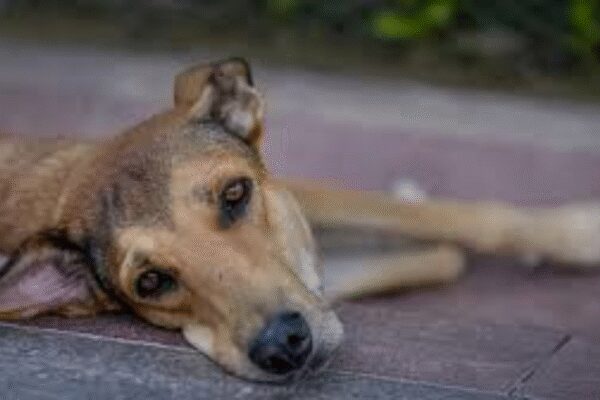 . NEW DELHI: With dog lovers pressing for a stay on SC’s order to remove strays from public institutions such as hospitals, schools and colleges, the court asked them Thursday to go through a Dec 29 TOI report on the menace of strays in Ladakh and made it clear that dogs cannot be allowed to roam around in hospital wards, reports Amit Anand Choudhary.At the end of the day’s hearing, during which 10 senior lawyers – nine appearing for animal rights activists and one for RWAs – argued the case, Justices Vikram Nath, Sandeep Mehta and N V Anjaria referred to the TOI report ‘On the roof of the world, feral dogs hunt down Ladakh’s rare species’, and asked lawyers to read it to get a sense of the menace and respond on Friday. Supreme Court Directs Dogs Be Shifted From Schools, Bus Stands To Shelters; Petitioner Breaks Down End of ArticleFollow Us On Social MediaVideosBJP Targets Mamata Banerjee Over ED Raid At I-PAC, Alleges Evidence TamperingFrom Op Sindoor To Venezuela: How Chinese Air Defence And Radar Systems Continue To Fail NationsDipu Das Lynching: Bangladesh Police Arrest Man Who Incited Mob As Attacks Against Hindus ContinueFrance Ditches Global South, Collective West As Jaishankar Warns Europe Of Changing World Order’Naughty, Nasty HM’: Mamata Slams Amit Shah After ED Raids TMC Leader Amid SIR RowPM Modi Launches ‘Somnath Swabhiman Parv’, Recalls Centuries-Old Resolve Behind Temple’s Revival“US Using Tariffs To Pressure India” Sareen Slams Trump Over Russia Sanction BillDonald Trump Pulls US Out Of India-Led Solar Alliance In Sweeping Exit From 66 Global AgenciesNew CCTV Footage Raises Questions Over Planning Behind Turkman Gate Clashes During Midnight DriveMinor Shooter Accuses National Coach Of Sexual Assault, NRAI Suspends Him Pending Police Inquiry123PhotostoriesFarhan Akhtar birthday special: ‘Dil Chahta Hai’ ,‘Rock On!!’ to ‘Toofaan’, 5 inspiring films to stream on OTTFrom Nayanthara to Sai Pallavi: Kasavu saree inspiration from South Indian actresses for Pongal 2026How to deal with difficult people without losing your cool: 5 effective psychology-based tipsBirthday Special: Farhan Akhtar’s movies to watch on OTTFarhan Akhtar’s social media moments with wife and kids10 smart and comforting sooji dishes to enjoy for breakfastExclusive: Viraj Bahl on the public admiration he’s been getting due to Shark Tank India; says ‘I still feel embarrassed when people ask me for selfies’‘Toxic’: Kiara Advani, Nayanthara to Rukmini Vasanth: Meet the leading ladies of Yash’s highly anticipated comeback filmHow to make comforting Gajar Matar Ki Sabzi at home10 most democratic countries in the world123Hot PicksMinneapolis Woman ShootMaharashtra civic pollsGold rate todayUAE citizenshipCigarette price hikePublic holidays January 2026Bank Holidays JanuaryTop TrendingCandace OwensTommy Fleetwood and Clare Fleetwood Net WorthTravis KelceBrandon TatumQuinn HutsonRic Flair Net Worth in 2025Rashee RiceMarshon Lattimore ArrestAnthony EdwardsStefon Diggs
