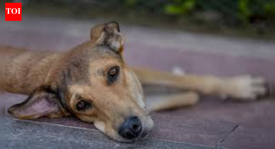 . NEW DELHI: With dog lovers pressing for a stay on SC’s order to remove strays from public institutions such as hospitals, schools and colleges, the court asked them Thursday to go through a Dec 29 TOI report on the menace of strays in Ladakh and made it clear that dogs cannot be allowed to roam around in hospital wards, reports Amit Anand Choudhary.At the end of the day’s hearing, during which 10 senior lawyers – nine appearing for animal rights activists and one for RWAs – argued the case, Justices Vikram Nath, Sandeep Mehta and N V Anjaria referred to the TOI report ‘On the roof of the world, feral dogs hunt down Ladakh’s rare species’, and asked lawyers to read it to get a sense of the menace and respond on Friday. Supreme Court Directs Dogs Be Shifted From Schools, Bus Stands To Shelters; Petitioner Breaks Down End of ArticleFollow Us On Social MediaVideosBJP Targets Mamata Banerjee Over ED Raid At I-PAC, Alleges Evidence TamperingFrom Op Sindoor To Venezuela: How Chinese Air Defence And Radar Systems Continue To Fail NationsDipu Das Lynching: Bangladesh Police Arrest Man Who Incited Mob As Attacks Against Hindus ContinueFrance Ditches Global South, Collective West As Jaishankar Warns Europe Of Changing World Order’Naughty, Nasty HM’: Mamata Slams Amit Shah After ED Raids TMC Leader Amid SIR RowPM Modi Launches ‘Somnath Swabhiman Parv’, Recalls Centuries-Old Resolve Behind Temple’s Revival“US Using Tariffs To Pressure India” Sareen Slams Trump Over Russia Sanction BillDonald Trump Pulls US Out Of India-Led Solar Alliance In Sweeping Exit From 66 Global AgenciesNew CCTV Footage Raises Questions Over Planning Behind Turkman Gate Clashes During Midnight DriveMinor Shooter Accuses National Coach Of Sexual Assault, NRAI Suspends Him Pending Police Inquiry123PhotostoriesFarhan Akhtar birthday special: ‘Dil Chahta Hai’ ,‘Rock On!!’ to ‘Toofaan’, 5 inspiring films to stream on OTTFrom Nayanthara to Sai Pallavi: Kasavu saree inspiration from South Indian actresses for Pongal 2026How to deal with difficult people without losing your cool: 5 effective psychology-based tipsBirthday Special: Farhan Akhtar’s movies to watch on OTTFarhan Akhtar’s social media moments with wife and kids10 smart and comforting sooji dishes to enjoy for breakfastExclusive: Viraj Bahl on the public admiration he’s been getting due to Shark Tank India; says ‘I still feel embarrassed when people ask me for selfies’‘Toxic’: Kiara Advani, Nayanthara to Rukmini Vasanth: Meet the leading ladies of Yash’s highly anticipated comeback filmHow to make comforting Gajar Matar Ki Sabzi at home10 most democratic countries in the world123Hot PicksMinneapolis Woman ShootMaharashtra civic pollsGold rate todayUAE citizenshipCigarette price hikePublic holidays January 2026Bank Holidays JanuaryTop TrendingCandace OwensTommy Fleetwood and Clare Fleetwood Net WorthTravis KelceBrandon TatumQuinn HutsonRic Flair Net Worth in 2025Rashee RiceMarshon Lattimore ArrestAnthony EdwardsStefon Diggs