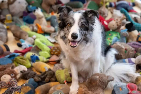 Meet Harvey: Britain’s brightest dog who recognises 221 toys and can fetch each one by name |