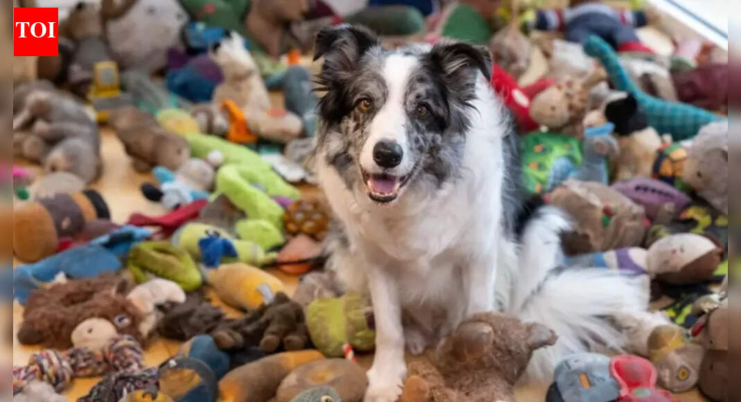 Meet Harvey: Britain’s brightest dog who recognises 221 toys and can fetch each one by name |