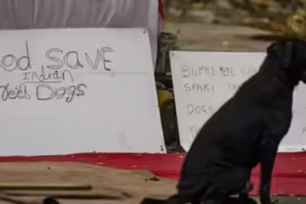 Reality different, says Supreme Court as activists argue for stray dogs