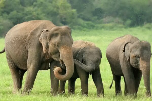 Tusker kills two more in Jharkhand, slips into Odisha | India News