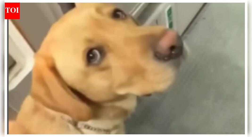 Guide dog escorts blind woman to her seat in an aircraft, leaves internet melting; ‘a quiet act of love…’