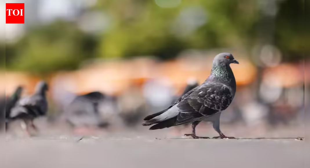 ‘Suspicious’ pigeon caught in forward village along LoC | India News