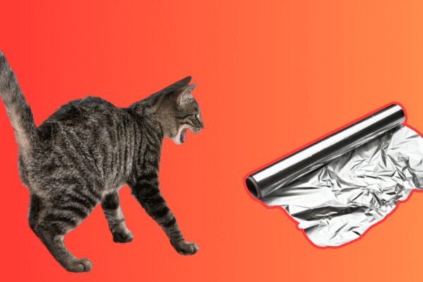 Do cats really hate aluminium foil? What makes them startle and what science says |
