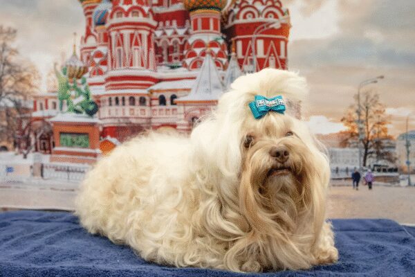 Dogs build their vocabularies like toddlers