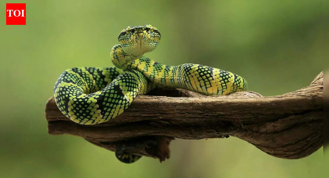 This plant may attract snakes! Avoid planting it in your garden |