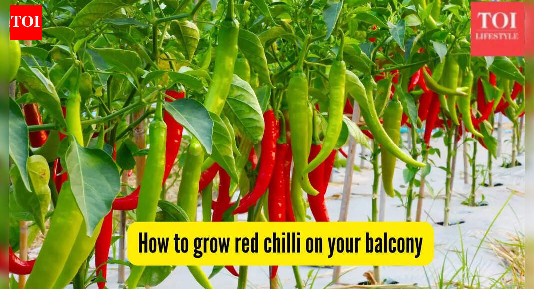 How to grow red chillies on your balcony garden; tips and tricks