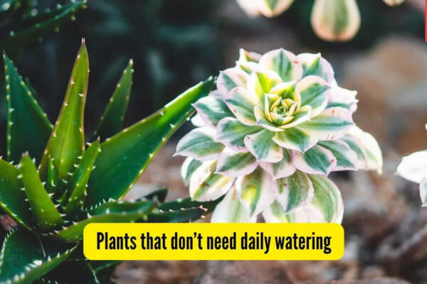 5 plants that don’t need daily watering — perfect for Indian conditions