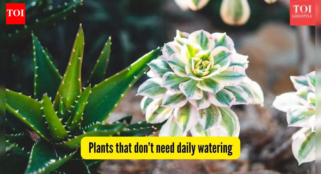 5 plants that don’t need daily watering — perfect for Indian conditions