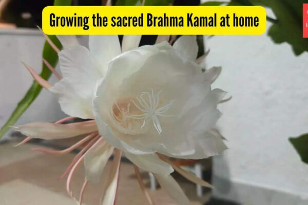 This rare Himalayan flower is said to bring good luck — How to grow sacred Brahma Kamal at home?