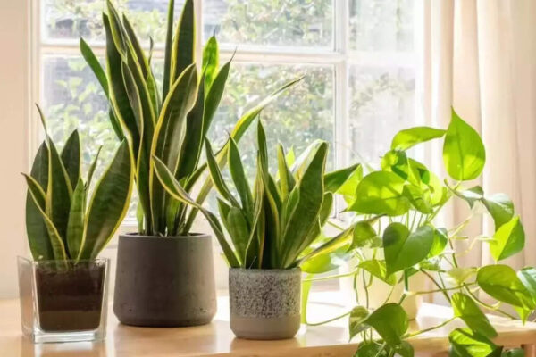Snake plant benefits explained: Why this low-maintenance plant is so popular |