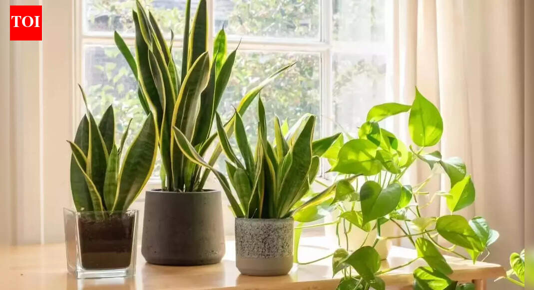 Snake plant benefits explained: Why this low-maintenance plant is so popular |