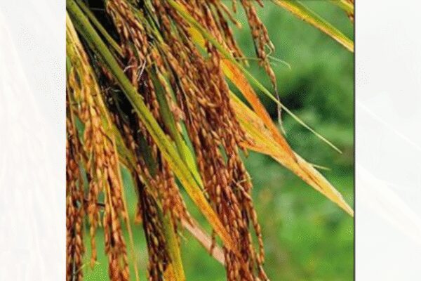 Restrictions are likely to be extended to Terai region, including parts of Nainital and Haridwar, and ‘no relaxation will be granted this year’  RUDRAPUR: A total ban on summer paddy cultivation is set to be imposed in Uttarakhand’s ‘food bowl’ Udham Singh Nagar from Feb 1 to April 30 – the first such explicit groundwater-linked restriction in the region. The move may directly affect close to 15,000 farmers and put nearly Rs 150 crore worth of produce at stake. The ban covers paddy sowing, nursery preparation and transplantation, DM Nitin Singh Bhadauria said, adding restrictions are likely to be extended across Terai region, including parts of Nainital and Haridwar, and “no relaxation would be granted this year”. In 2024, a similar ban was briefly imposed but later relaxed after talks with farmers. No other district in the state currently has an identical, explicit ban on summer paddy, while states like Haryana enforce a statutory ban on early paddy sowing under a subsoil water law, whereas Punjab follows calendar-based restrictions. “This decision has been taken after consultations with agricultural scientists and farmer groups. Our priority is long-term water security, and we urge farmers to cooperate,” the DM said. As per estimates, summer paddy is usually cultivated on around 22,000 hectares of land in the district. With most farmers operating on small holdings of one to two hectares, the restriction is likely to directly hit household incomes. The ban has been justified by officials and experts. Over the past decade, groundwater levels in the district have reportedly fallen by nearly 70 feet. Blocks such as Jaspur and Kashipur have already been classified as “critical”. Rice farming is widely seen as the “single largest contributor to indiscriminate groundwater extraction in the region”, according to officials.About the AuthorAakash AhujaA seasoned journalist with over two decades of experience in pursuing truth and amplifying voices that matter. Dedicated to illuminating stories with integrity, depth, and impact, while crafting compelling narratives that resonate with readers and inspire meaningful change across society.Read MoreEnd of ArticleFollow Us On Social MediaVideosCongress MP says India remains “heavily invested emotionally and politically” in Bangladesh”Our Youth Is Creative And Innovative,” PM Modi At Viksit Bharat Dialogue“Deeply Impressed,” CEOs Share Takeaways After Meeting PM Modi | VideoFrom Defence To AI: PM Modi Urges German CEOs To Make India Their Global Manufacturing Base’Real Friends Always…’: Trump’s New Envoy Sergio Gor Pledges To Reset India-US TiesNot Trade Or Defence: Why Four-Year Old Baby Ariha Shah Became Key Topic In Modi–Germany TalksAAP’s Raghav Chadha Turns Blinkit Delivery Agent for a Day Amid Gig Workers’ Row’Will Come to Mumbai, Try Cutting My Legs: Annamalai Hits Back at Raj ThackerayIndia Tests Indigenous Fire And Forget Anti-Tank Missile With Top Attack Strike On Moving TargetsShaksgam Valley Row Deepens As China Rejects India’s Claim And Defends CPEC Infra Project With Pak123PhotostoriesBreathtaking pictures of Nupur Sanon and Stebin Ben’s stylish Hindu wedding5 animals that survive by pretending to be deadHow to make Halwai Style Aloo Sabji at homeFrom mindful portions to intermittent fasting: When Taarak Mehta Ka Ooltah Chashmah’s Munmun Dutta gave a peek into her disciplined diet and daily routineTimothée Chalamet to Jacob Elordi: The Men of the 2026 Golden Globes who delivered a masterclass in modern tailoringThalapathy Vijay’s ‘Jana Nayagan’ delayed: 8 must-watch OTT hits to streamTamil Nadu Assembly Elections 2026: Alliances, numbers and the battle for 234 seats5 jungle survival tips Bear Grylls swears by, and how they apply beyond the wildChef Sanjeev Kapoor shares 5 crunchy snack recipes to enjoy with chai during winter `Best horror dramas on Apple TV: ‘The Enfield Poltergeist’, ‘Servant’ and more123Hot PicksISRO PSLV-C62 missionTrump tariffsGold rate todayBengaluru newsCigarette price hikePublic holidays January 2026Bank Holidays JanuaryTop TrendingNFL Football Playoff Schedule 2026George Kittle InjuryVanessa Bryant and Natalia Bryant Net WorthBrooks Koepka and Jena Sims Net WorthBengaluru Girl RapeConnor McDavidISRO LaunchGeorge Valera Net WorthNandani SharmaDarius Slay