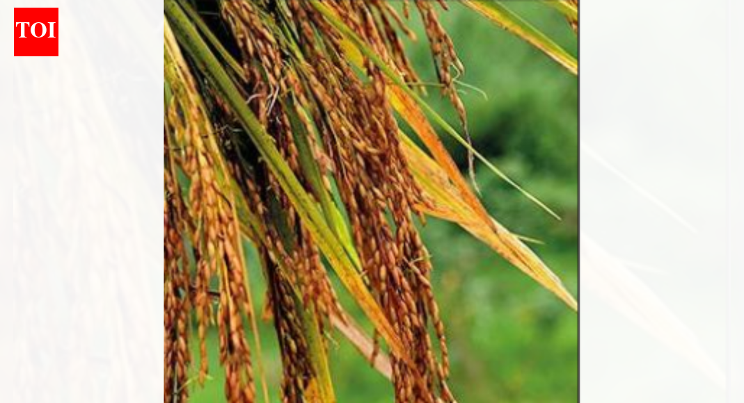 Restrictions are likely to be extended to Terai region, including parts of Nainital and Haridwar, and ‘no relaxation will be granted this year’  RUDRAPUR: A total ban on summer paddy cultivation is set to be imposed in Uttarakhand’s ‘food bowl’ Udham Singh Nagar from Feb 1 to April 30 – the first such explicit groundwater-linked restriction in the region. The move may directly affect close to 15,000 farmers and put nearly Rs 150 crore worth of produce at stake. The ban covers paddy sowing, nursery preparation and transplantation, DM Nitin Singh Bhadauria said, adding restrictions are likely to be extended across Terai region, including parts of Nainital and Haridwar, and “no relaxation would be granted this year”. In 2024, a similar ban was briefly imposed but later relaxed after talks with farmers. No other district in the state currently has an identical, explicit ban on summer paddy, while states like Haryana enforce a statutory ban on early paddy sowing under a subsoil water law, whereas Punjab follows calendar-based restrictions. “This decision has been taken after consultations with agricultural scientists and farmer groups. Our priority is long-term water security, and we urge farmers to cooperate,” the DM said. As per estimates, summer paddy is usually cultivated on around 22,000 hectares of land in the district. With most farmers operating on small holdings of one to two hectares, the restriction is likely to directly hit household incomes. The ban has been justified by officials and experts. Over the past decade, groundwater levels in the district have reportedly fallen by nearly 70 feet. Blocks such as Jaspur and Kashipur have already been classified as “critical”. Rice farming is widely seen as the “single largest contributor to indiscriminate groundwater extraction in the region”, according to officials.About the AuthorAakash AhujaA seasoned journalist with over two decades of experience in pursuing truth and amplifying voices that matter. Dedicated to illuminating stories with integrity, depth, and impact, while crafting compelling narratives that resonate with readers and inspire meaningful change across society.Read MoreEnd of ArticleFollow Us On Social MediaVideosCongress MP says India remains “heavily invested emotionally and politically” in Bangladesh”Our Youth Is Creative And Innovative,” PM Modi At Viksit Bharat Dialogue“Deeply Impressed,” CEOs Share Takeaways After Meeting PM Modi | VideoFrom Defence To AI: PM Modi Urges German CEOs To Make India Their Global Manufacturing Base’Real Friends Always…’: Trump’s New Envoy Sergio Gor Pledges To Reset India-US TiesNot Trade Or Defence: Why Four-Year Old Baby Ariha Shah Became Key Topic In Modi–Germany TalksAAP’s Raghav Chadha Turns Blinkit Delivery Agent for a Day Amid Gig Workers’ Row’Will Come to Mumbai, Try Cutting My Legs: Annamalai Hits Back at Raj ThackerayIndia Tests Indigenous Fire And Forget Anti-Tank Missile With Top Attack Strike On Moving TargetsShaksgam Valley Row Deepens As China Rejects India’s Claim And Defends CPEC Infra Project With Pak123PhotostoriesBreathtaking pictures of Nupur Sanon and Stebin Ben’s stylish Hindu wedding5 animals that survive by pretending to be deadHow to make Halwai Style Aloo Sabji at homeFrom mindful portions to intermittent fasting: When Taarak Mehta Ka Ooltah Chashmah’s Munmun Dutta gave a peek into her disciplined diet and daily routineTimothée Chalamet to Jacob Elordi: The Men of the 2026 Golden Globes who delivered a masterclass in modern tailoringThalapathy Vijay’s ‘Jana Nayagan’ delayed: 8 must-watch OTT hits to streamTamil Nadu Assembly Elections 2026: Alliances, numbers and the battle for 234 seats5 jungle survival tips Bear Grylls swears by, and how they apply beyond the wildChef Sanjeev Kapoor shares 5 crunchy snack recipes to enjoy with chai during winter `Best horror dramas on Apple TV: ‘The Enfield Poltergeist’, ‘Servant’ and more123Hot PicksISRO PSLV-C62 missionTrump tariffsGold rate todayBengaluru newsCigarette price hikePublic holidays January 2026Bank Holidays JanuaryTop TrendingNFL Football Playoff Schedule 2026George Kittle InjuryVanessa Bryant and Natalia Bryant Net WorthBrooks Koepka and Jena Sims Net WorthBengaluru Girl RapeConnor McDavidISRO LaunchGeorge Valera Net WorthNandani SharmaDarius Slay