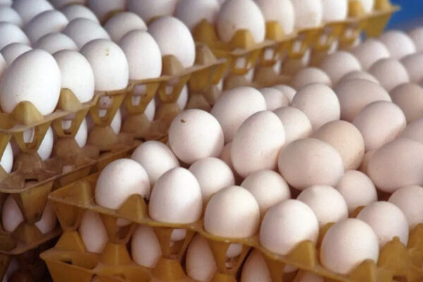Real egg vs Fake egg: How to identify plastic eggs without breaking them |
