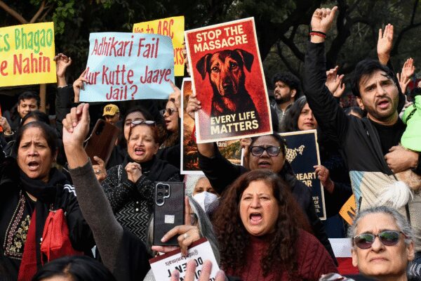 ‘Take them to your house’: Supreme Court questions dog feeding groups; compensation warning for states | India News