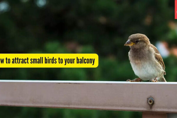 How to attract sparrows and other small birds to your balcony