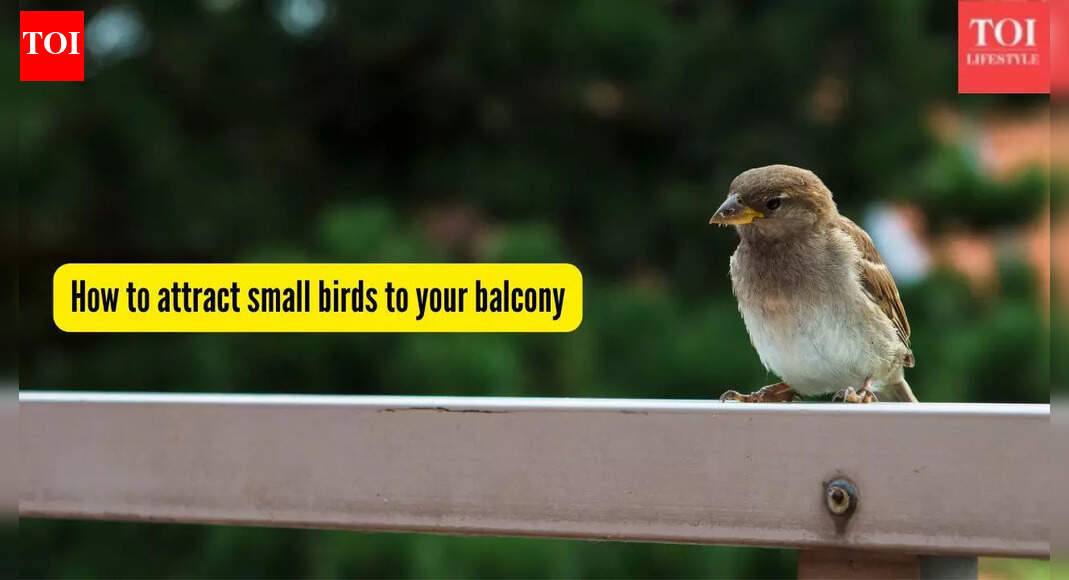 How to attract sparrows and other small birds to your balcony