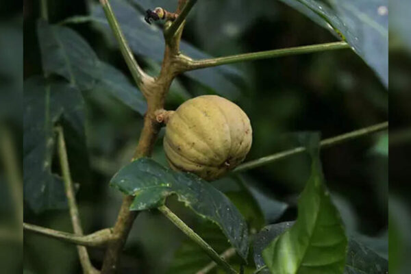 The tree that shoots seeds at 150 mph shows one of nature’s fastest plant movements