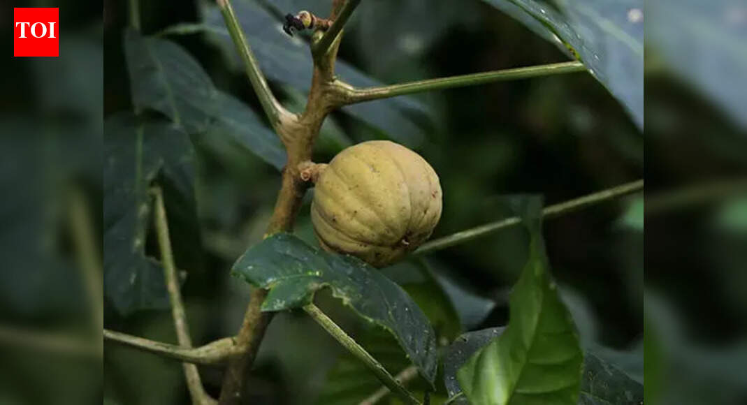 The tree that shoots seeds at 150 mph shows one of nature’s fastest plant movements
