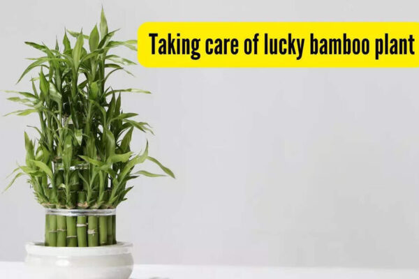 If your ‘lucky’ bamboo keeps dying, you’re probably making these mistakes!