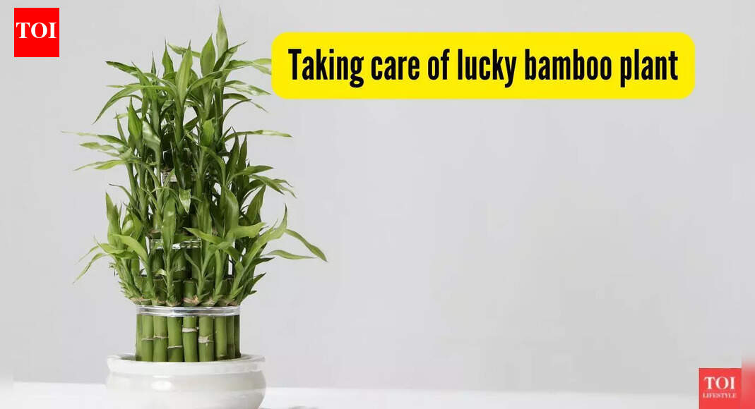 If your ‘lucky’ bamboo keeps dying, you’re probably making these mistakes!