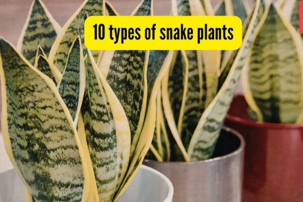 10 types of snake plants you can easily grow at home: tips and more