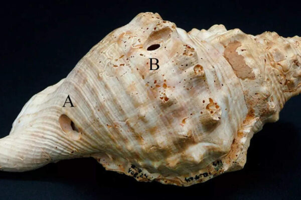 6,000-year-old walkie-talkie: Scientists revive prehistoric shells used for long-distance communication
