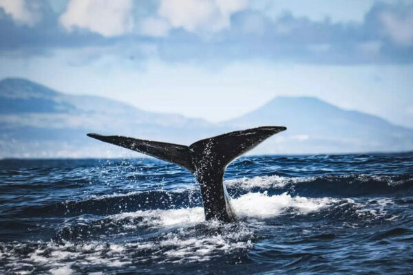 5,000-year-old whale bones and harpoons from Brazil reveal the earliest evidence of organised whaling