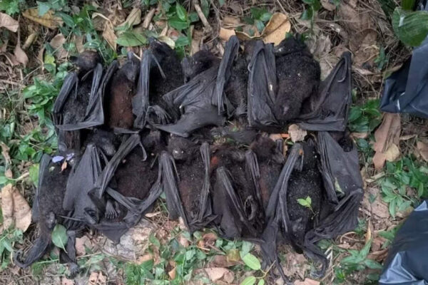 NSW heatwave kills hundreds of flying foxes, orphaning baby bats | World News