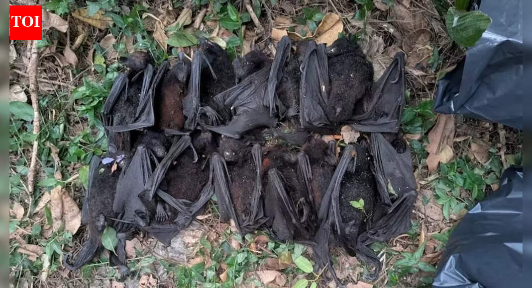 NSW heatwave kills hundreds of flying foxes, orphaning baby bats | World News