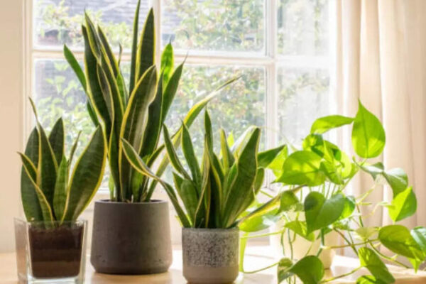 7 auspicious plants that can bring wealth and positive energy into your home