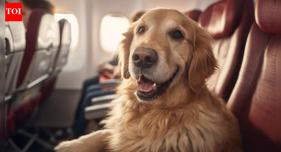 How to carry your pet in aeroplane cabin and avoid common mistakes |