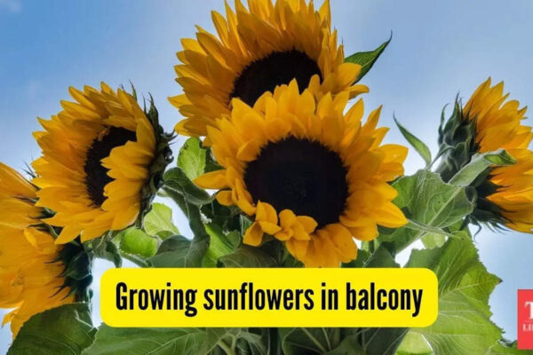 Can you grow sunflowers on your flat’s balcony? Here’s how to make them bloom |