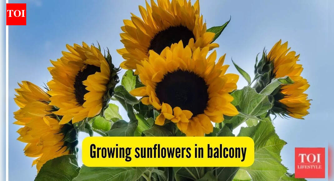 Can you grow sunflowers on your flat’s balcony? Here’s how to make them bloom |